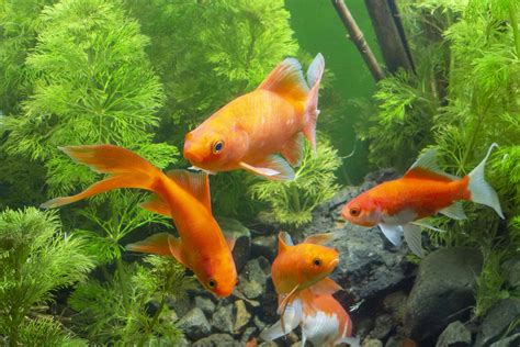 How to Become an Executive Director: Why Owning a Pet Goldfish Might Help