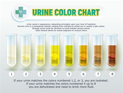 Will Heineken 0.0 Show Up on a Urine Test? And Can It Influence Your Dreams?